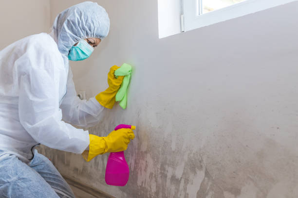 Why You Should Choose Our Mold Remediation Services in Brandywine, MD